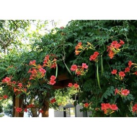 Home-Growth Red Trumpet Creeper, Hummingbird Vine, Campsis radicans, - 50 Seeds 2025 - USA