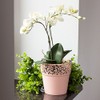 Prosper Plast dnat120–488u 12 x 12,2 cm Nature Blumentopf –