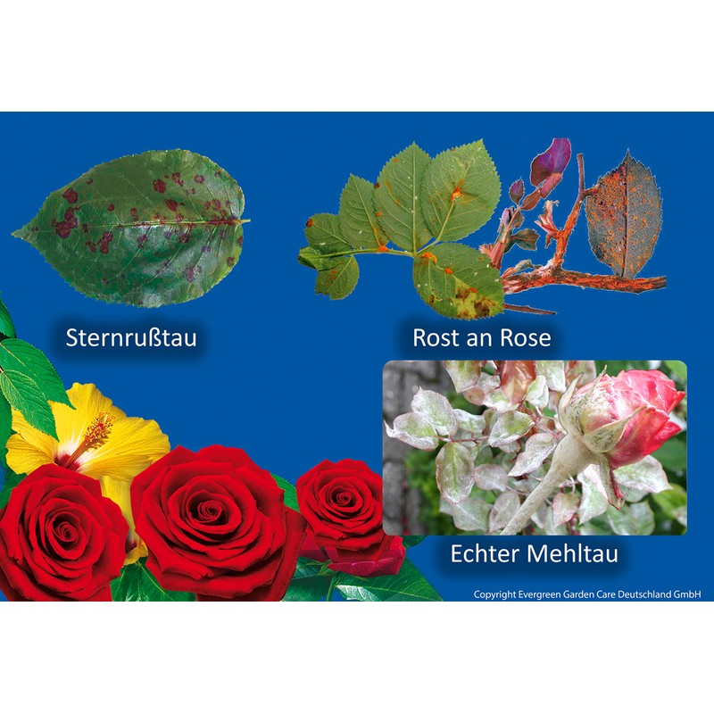 Celaflor Fungus-Free Rose Saprol - 100 ml, 250 ml