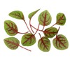 Fresh Origins Micro Greens Hearts On Fire, Pack of 4,