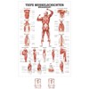 Sport-Tec Deep Muscle Layers Back Mini Poster Anatomy 34 x