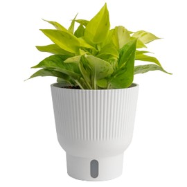 Costa Farms Champs Élysées Pothos Live Plant, Climbing or Trailing Indoor Houseplant | 12-Inches Tall | Trending Tropicals Collection | Self-Watering Pot | Easy Grow Plant for Home, Room Decor