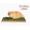 Kitty Lawn Window Lounge Kit – Real Grass Enrichment for