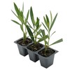 CitronellaKing 3 Pink Oleander Shrubs | Live Plants in 2.5-inch