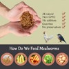 Euchirus Non-GMO High-Protein Large Dried Mealworms for Chickens, Natural Grubs