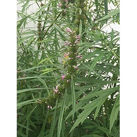 Chinese Motherwort (Aboveground Parts) Extract 5:1-5 Grams