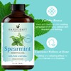Handcraft Blends Spearmint Essential Oil – Huge 4 Fl Oz