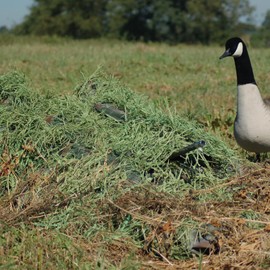 Avery Killerweed Layout Blind Kit - Blind Covering Material (Winter Wheat)