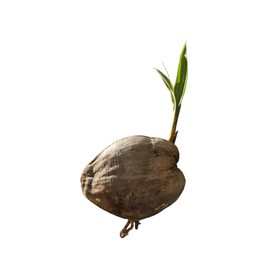 Sprouted Coconut For Planting or Eating