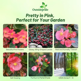 Outsidepride Pink Dragon Wing Begonia Seeds for Planting - 10 Pcs Perennial Flower Seeds with Large Blooms, Arching & Pendulous Growth Habit, for Containers, Hanging Baskets, or Landscape Plantings
