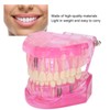 Transparent Adult Teeth Model Pathological Repair Studying Dental Teaching Tools