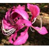 Bauhinia purpurea: Orchid Tree Seeds