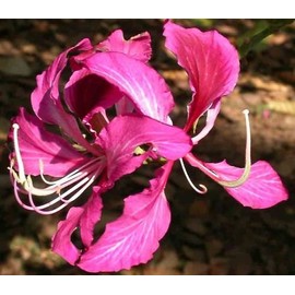 Bauhinia purpurea: Orchid Tree Seeds