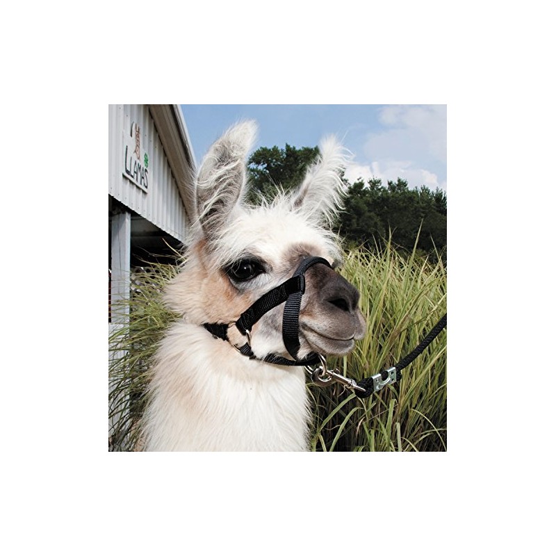 Weaver Leather Livestock Llama Halter, Black, Medium