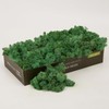 prefleur prefleur Preserved Reindeer Craft Moss Natural Green DIY Kit