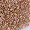 Organic Pearled Emmer Wheat - AKA: True Farro - 25