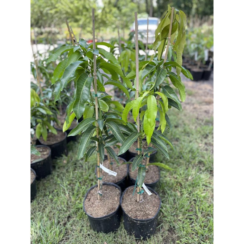 Tree GLENN MANGO TREE GRAFTED (3 Feet Tall).