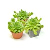 Sempervivum Succulents Plants Live Indoor Plants (3PK), Sempervivum Plants Live
