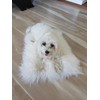 Sheepskin Pet Bed Mat 100% Sheepskin Deluxe Dog Crate Pad