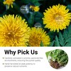 Dandelion Leaf & Root Tea Bags, 100% Natural Herbal Tea