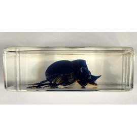 2.8" Real Dung Beetle w/Horn in Crystal Clear Lucite Resin Paperweight Specimen Preserved Insect Taxidermy Crafts Collection for Biology Science Education & Desk Ornament Display Supplies