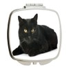 Island Gifting - Black Cat with Gorgeous Bright Yellow Eyes