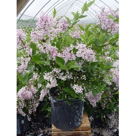 Green Promise Farms Syringa PATULA `Miss Kim` (Lilac) Shrub, 3-Size Container, Lavender Flowers