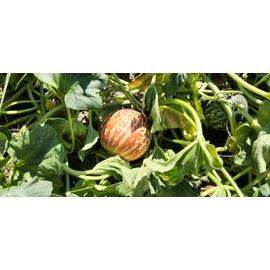 Tigger Melon 30 Seed Pack Pocket Melon, Cucmis Melon, Tigris River Melon Non GMO Tigger Melon Seeds, Grown in USA.