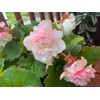Mixed Impatiens Balsamina Balsam Seeds Camelia Impatiens Seeds Double Flower