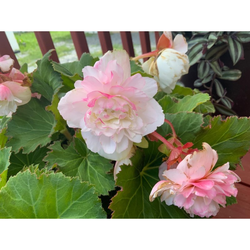 Mixed Impatiens Balsamina Balsam Seeds Camelia Impatiens Seeds Double Flower