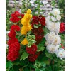 Seeds4planting - Seeds Chater's Hollyhock Double Mix Perennial Flowers