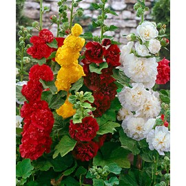 Seeds4planting - Seeds Chater's Hollyhock Double Mix Perennial Flowers