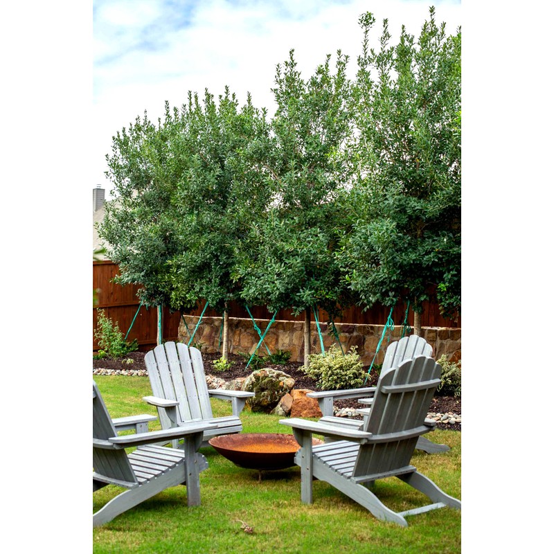 Eagleston Holly Tree | 3 Live Plants | Ilex X