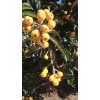 Tree 10 Organic fresh Loquat tree seeds from California bay
