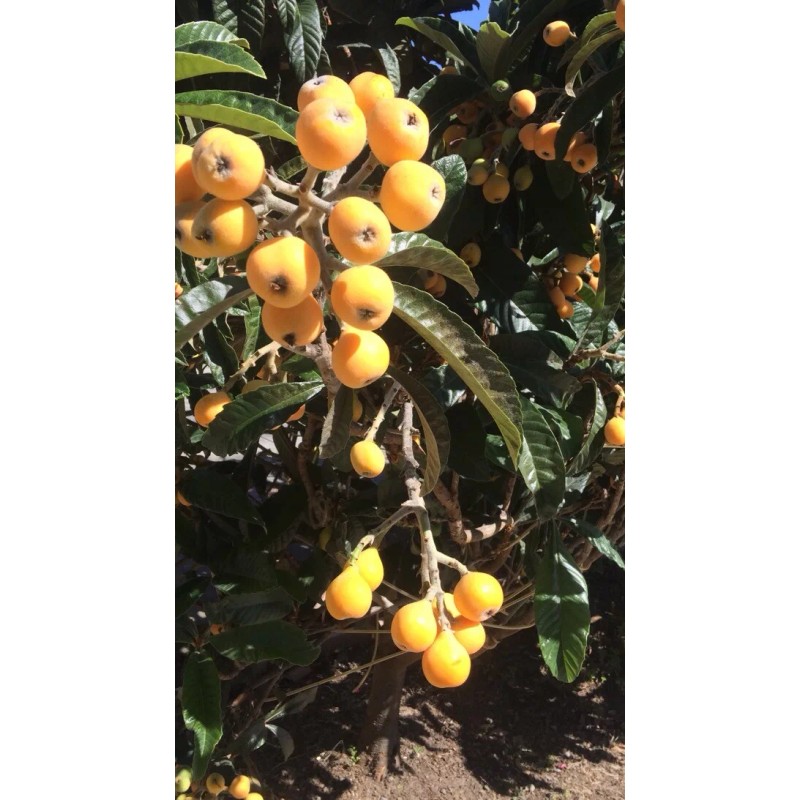 Tree 10 Organic fresh Loquat tree seeds from California bay
