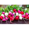SeedsUP - 300+ Seeds Radish Rainbow Fast&Quick 25 Days -