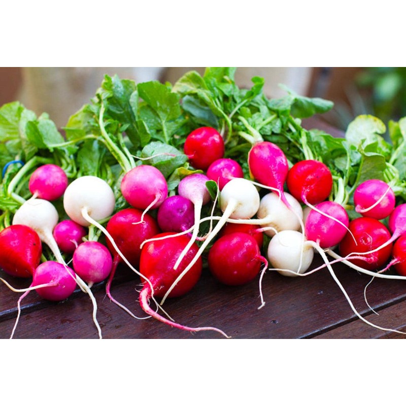 SeedsUP - 300+ Seeds Radish Rainbow Fast&Quick 25 Days -