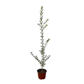 Arbequina Olive Tree - Beautiful Live Plant - 6 Inch Pot - Grow Your Own Olives Indoors - Olea Europaea