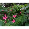 30+Tri Color Mix Cypress Hummingbird Vine Seeds(Cardinal Climber)Red,Wh