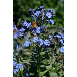 Womack Farm Heirloom Chinese-Forget Me Not, 200+ Flower Seeds, Heirloom~Non-G