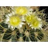 Golden Barrel Cactus (Echinocactus grusonii) - Large - Live Plant