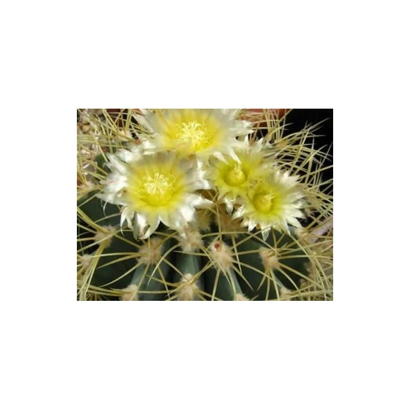 Golden Barrel Cactus (Echinocactus grusonii) - Large - Live Plant
