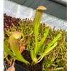Sarracenia 'Bug Bat' - Red‑Hooded Carnivorous Pitcher Plant- Sarracenia Hybrid -