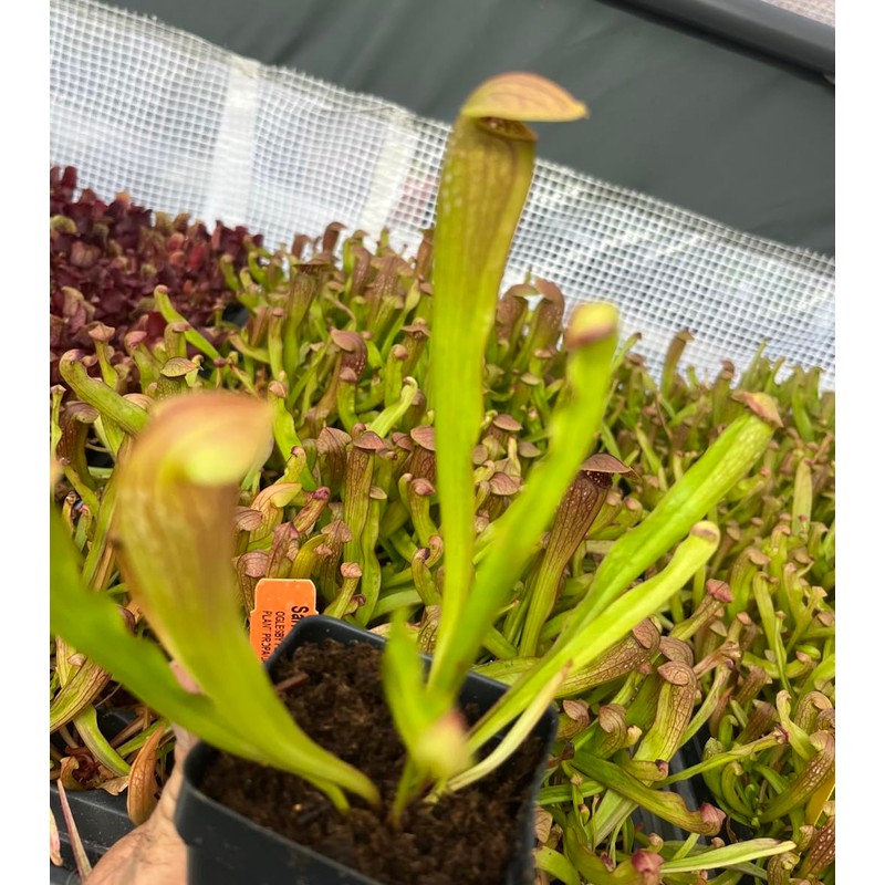 Sarracenia 'Bug Bat' - Red‑Hooded Carnivorous Pitcher Plant- Sarracenia Hybrid -
