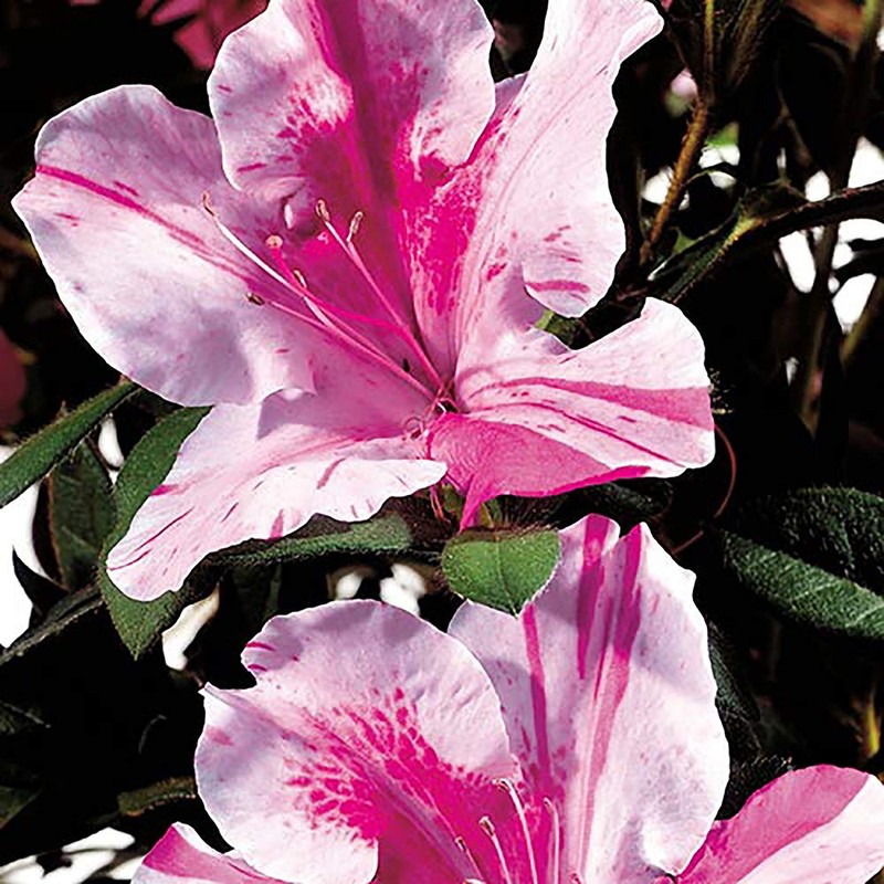 Encore Autumn Twist Azalea, 1 Gal