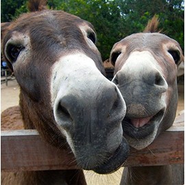 Wildlife Donkey Greeting Card - Square