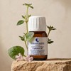 Scalp Balancing Repair Oil Kapilor Ape 28ml / 두피 밸런싱