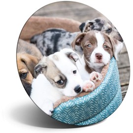 Destination Vinyl ltd Magnet for Refrigerator, Fridge - Adorable Pet Dog Puppies Animals Cute for Office, Cabinet and Whiteboard, Magnetic Stickers, 8428