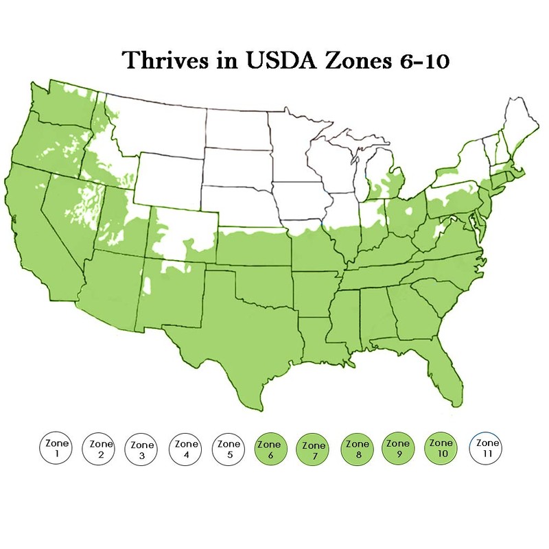 2.25 Gal Green Giant Arborvitae Shrub