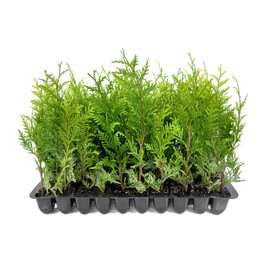 Thuja Green Giant Arborvitae - 20 Live Trees 2" Pot Size - Evergreen Privacy Plants